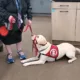 yellow Lab dog wearing red Can Do Canines service cape lying down in store in front of person standing in front of her