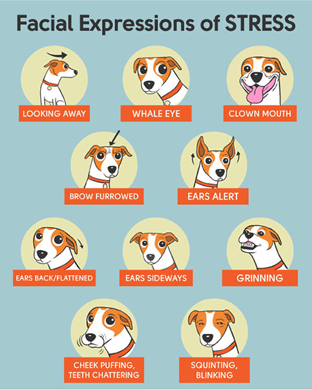 Cartoon images of dog with ears up, ears sideways, ears tucked back, looking away, squinting, etc.