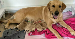 Yellow Labrador lying down in a whelping box feeding her litter of yellow puppies.