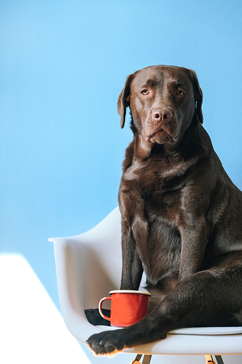 black Lab sitting on chair with red cup sitting in front of him