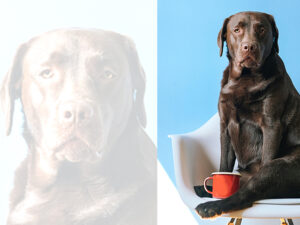black Lab sitting on chair with red cup sitting in front of him