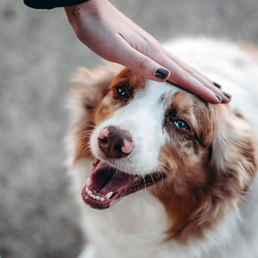 medium brown and white dog smiling at person with person's hand shown patting the dog's head