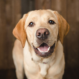 yellow Lab standing and looking straight at the camera with a pleasant expression