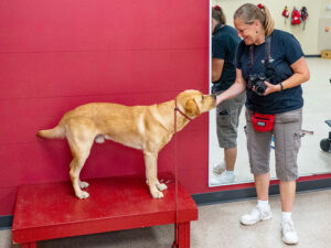 A woman with a camera is gently touching the face a yellow Labrador standing on a red platform.