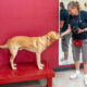 A woman with a camera is gently touching the face a yellow Labrador standing on a red platform.