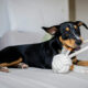 black and tan small dog lying on bed chewing on white rope toy