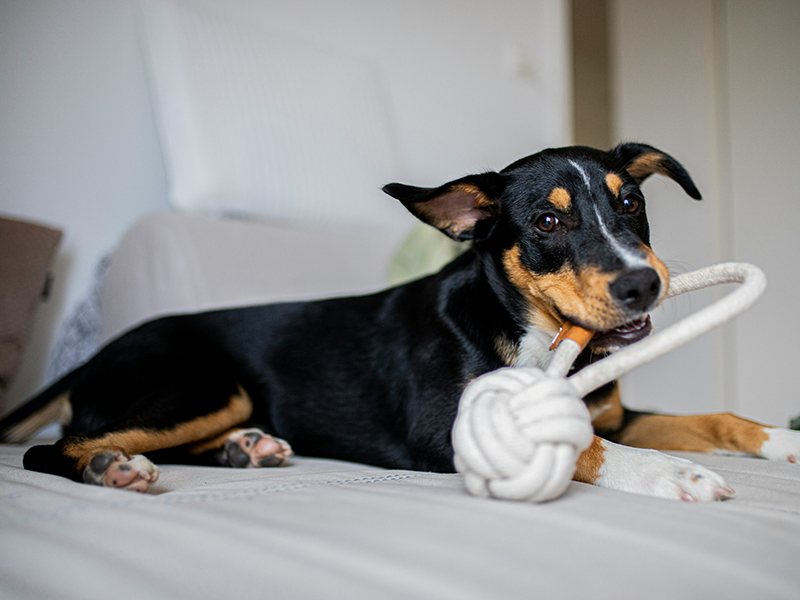 black and tan small dog lying on bed chewing on white rope toy