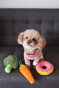 small, tan, furry dog wearing red and white striped sweater, sitting in front of three plush dog toys