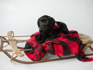 black puppy wearing red service cape lying on red and black plaid blanket on small wooden sleigh