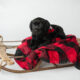 black puppy wearing red service cape lying on red and black plaid blanket on small wooden sleigh