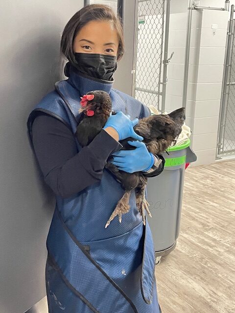 woman wearing an X-ray-safe vest and facemask and holding a chicken