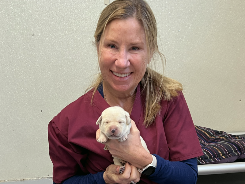 A woman holding a tiny, newborn puppy.